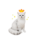 Nong Beyond and Baki Cat（個別スタンプ：14）