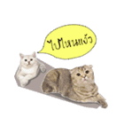 Nong Beyond and Baki Cat（個別スタンプ：19）
