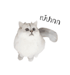 Nong Beyond and Baki Cat（個別スタンプ：20）