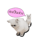 Nong Beyond and Baki Cat（個別スタンプ：21）