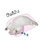 Nong Beyond and Baki Cat（個別スタンプ：22）