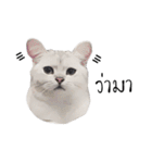 Nong Beyond and Baki Cat（個別スタンプ：27）
