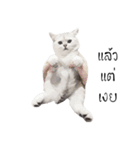Nong Beyond and Baki Cat（個別スタンプ：29）
