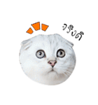 Nong Beyond and Baki Cat（個別スタンプ：31）