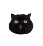 Nong Beyond and Baki Cat（個別スタンプ：32）