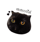 Nong Beyond and Baki Cat（個別スタンプ：34）