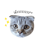 Nong Beyond and Baki Cat（個別スタンプ：37）