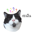 Nong Beyond and Baki Cat（個別スタンプ：39）