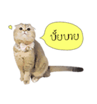 Nong Beyond and Baki Cat（個別スタンプ：40）