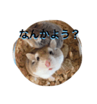 ハムスタンプ Vol.1（個別スタンプ：1）