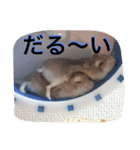 ハムスタンプ Vol.1（個別スタンプ：2）