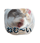 ハムスタンプ Vol.1（個別スタンプ：4）