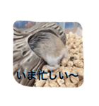 ハムスタンプ Vol.1（個別スタンプ：5）