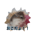 ハムスタンプ Vol.1（個別スタンプ：6）