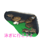 ニホンイシガメくん（個別スタンプ：2）