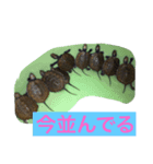 ニホンイシガメくん（個別スタンプ：3）
