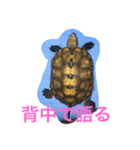 ニホンイシガメくん（個別スタンプ：5）