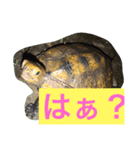ニホンイシガメくん（個別スタンプ：7）