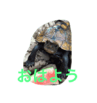 ニホンイシガメくん（個別スタンプ：8）