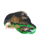 Japonica  turtle（個別スタンプ：1）