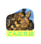 Japonica  turtle（個別スタンプ：2）