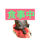 Japonica  turtle（個別スタンプ：3）