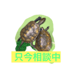 Japonica  turtle（個別スタンプ：5）