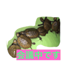 Japonica  turtle（個別スタンプ：6）
