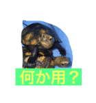 Japonica  turtle（個別スタンプ：7）