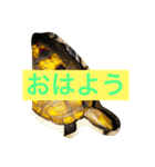 Japonica  turtle（個別スタンプ：8）