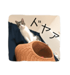 さばしろ猫さん（個別スタンプ：1）