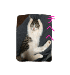 さばしろ猫さん（個別スタンプ：2）