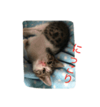 さばしろ猫さん（個別スタンプ：3）