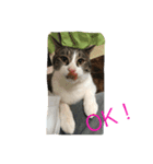 さばしろ猫さん（個別スタンプ：4）