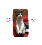さばしろ猫さん（個別スタンプ：5）