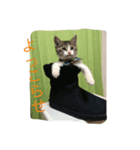 さばしろ猫さん（個別スタンプ：6）