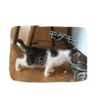 さばしろ猫さん（個別スタンプ：7）