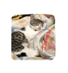 さばしろ猫さん（個別スタンプ：8）