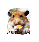 ハムスターおまちゃん（個別スタンプ：7）