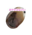 pet.（個別スタンプ：1）