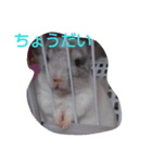 pet.（個別スタンプ：2）