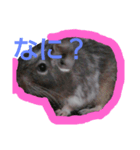 pet.（個別スタンプ：4）