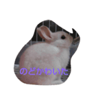 pet.（個別スタンプ：5）