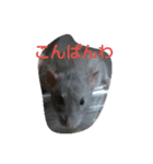 pet.（個別スタンプ：6）