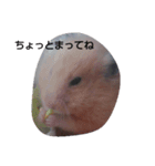 pet.（個別スタンプ：8）