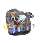 beagle daily（個別スタンプ：1）