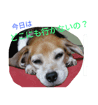 beagle daily（個別スタンプ：2）