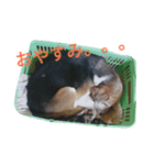 beagle daily（個別スタンプ：3）