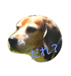 beagle daily（個別スタンプ：4）