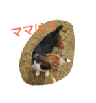 beagle daily（個別スタンプ：5）